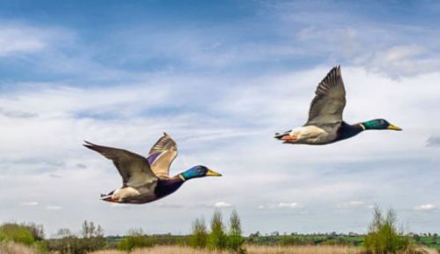 imagen de 59 organizaciones reclaman la no matanza de patos