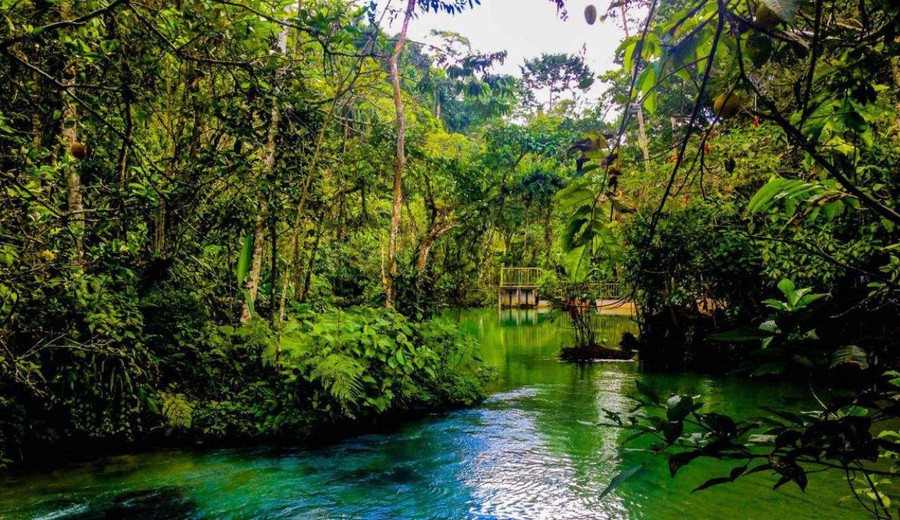 imagen de Perú: Conmoción en la comunidad científica por el descubrimiento de 27 nuevas especies en la selva