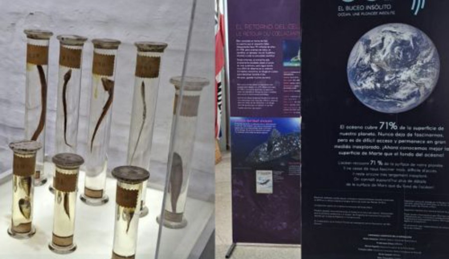 imagen de Nueva Palmira recibirá una muestra internacional sobre la biodiversidad del océano