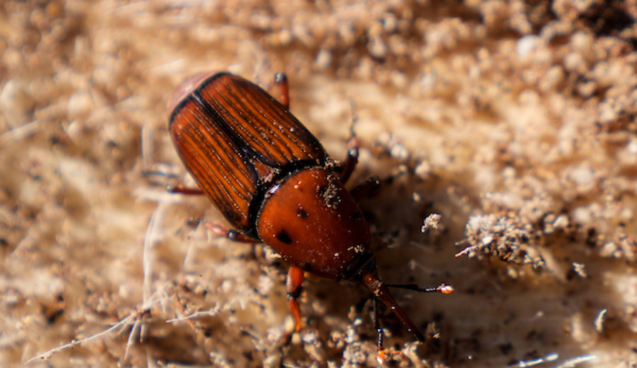 imagen de Picudo Rojo: Alumnos del Colegio Santa Elena inventaron un sistema para detectarlo