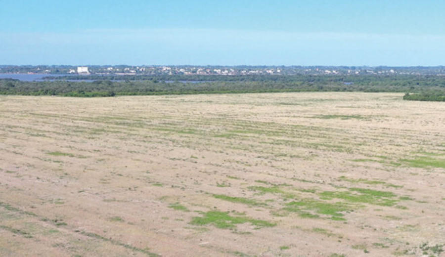 imagen de Uruguay multó a la multinacional HIF Global por iniciar obras sin permiso ambiental: deforestó monte nativo