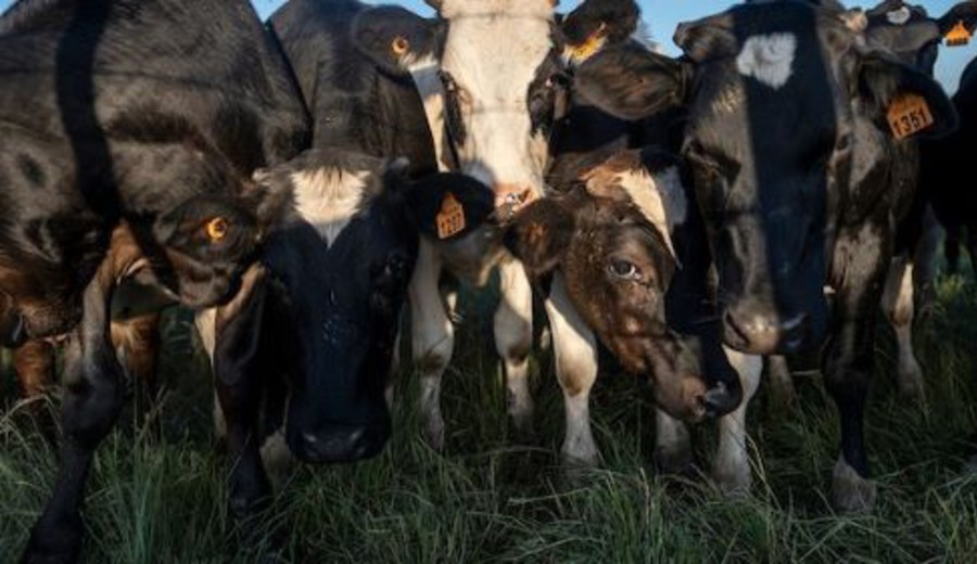 imagen de 3.000 vacas procedentes de Uruguay permanecen bloqueadas en carguero frente a Turquía por problemas con certificados