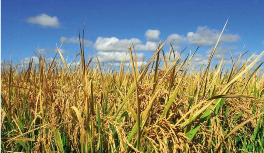 imagen de Montevideo: Empresas chinas instalarán centro tecnológico agrícola en área rural