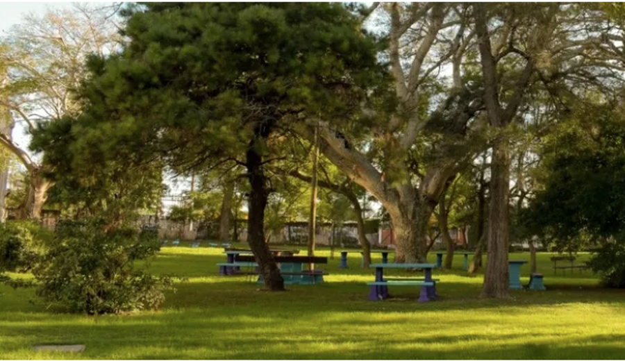 imagen de Udelar cedió a Inddhh terreno de ex Facultad de Veterinaria donde se iba a realizar proyecto inmobiliario