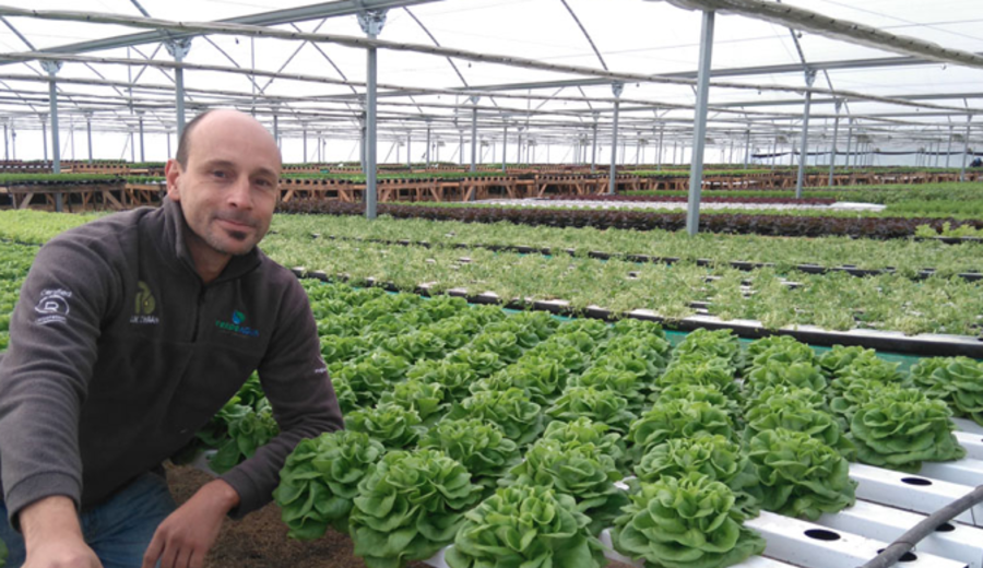 imagen de Empresa que abastece a McDonald’s quiere convertir a Uruguay en un referente regional de hidroponía