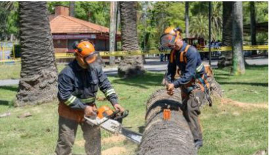imagen de Cortes de tránsito por poda de palmeras en Bv. Artigas y Millán