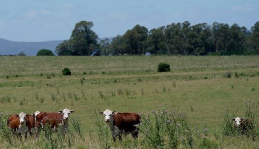 imagen de BROU aprobó asistencia a productores afectados por el déficit hídrico