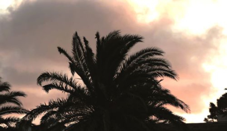 imagen de Drones con cámaras térmicas para la detección temprana del picudo rojo: aporte de la UTEC