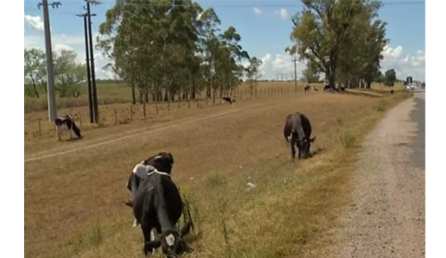 imagen de Comunicado de medidas del MGAP por déficit hídrico