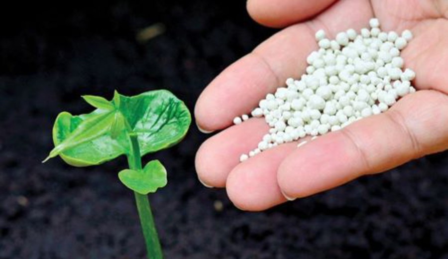 imagen de Consiguen desarrollar cultivos sostenibles que fijan su propio nitrógeno