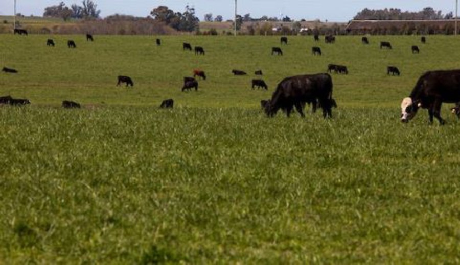 imagen de “En mi vida hemos tenido pocos años que comiencen tan bien”: ganaderos con expectativas para 2026