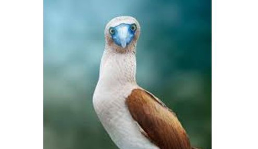 imagen de ¿Usted es bobo? Esteban Valenti