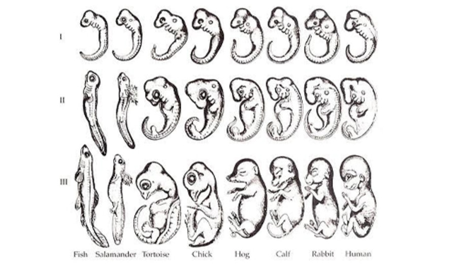 imagen de Cada uno de nosotros guarda la historia de la especie. Marcelo Marchese
