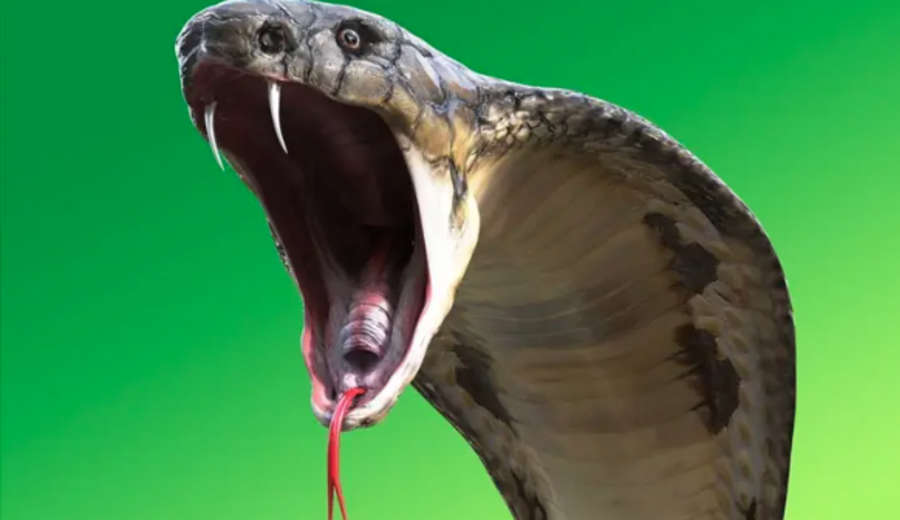 imagen de Irán: el efecto cobra a escala geopolítica. Alberto J. Miranda