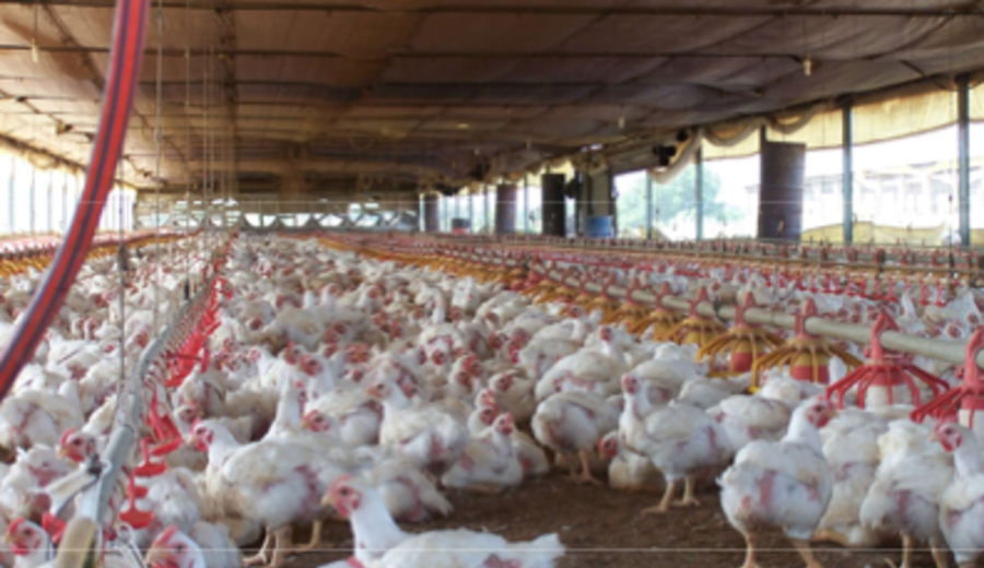 imagen de El pollo nuestro de cada día. François Graña