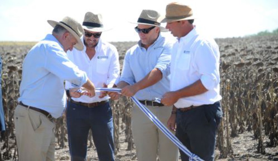 imagen de En Young, Río Negro, el presidente inauguró la cosecha de girasol
