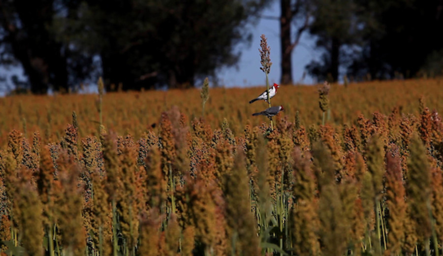 imagen de Dan cuenta de incumplimientos fitosanitarios en soja exportada a China