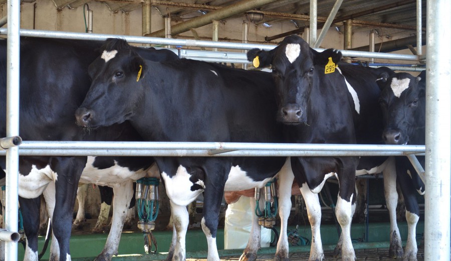 imagen de Acuerdo Mercosur–Unión Europea pone en foco desafíos y oportunidades para el sector lácteo