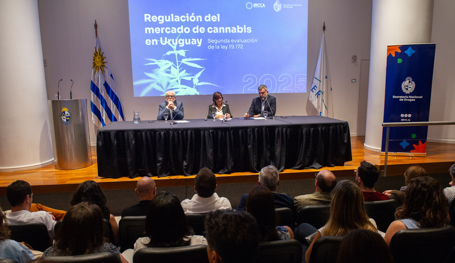 imagen de Regulación del cannabis en Uruguay: más acceso legal, menos narcotráfico y desafíos pendientes