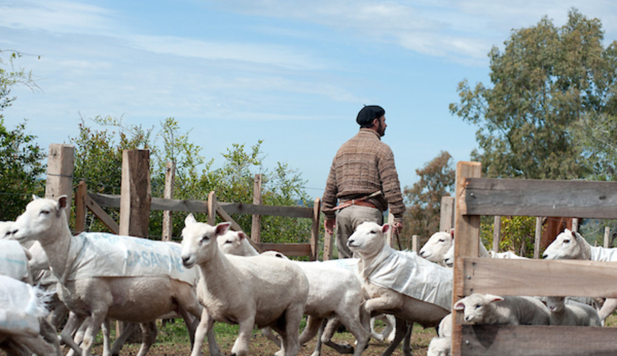 imagen de Nuevos precios récord para los corderos y la exportación de carne ovina