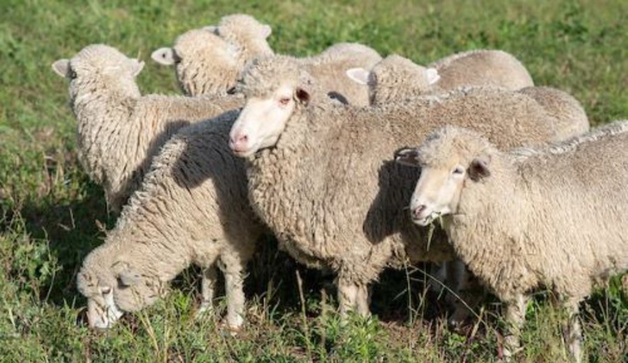 imagen de Se recupera y fortalece el negocio del rubro ovino