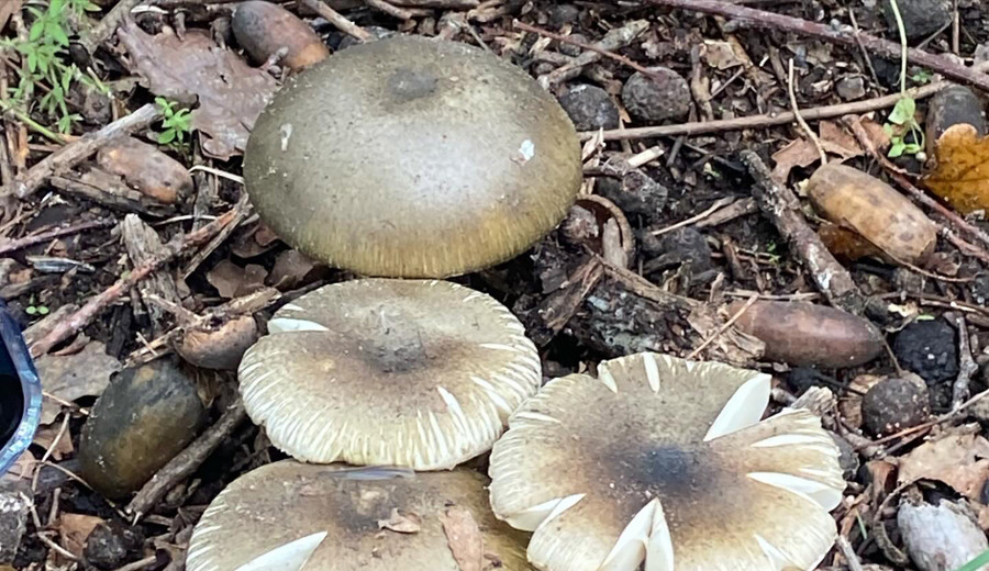 imagen de El MSP advierte por la temporada de hongos y pide extremar cuidados para evitar intoxicaciones