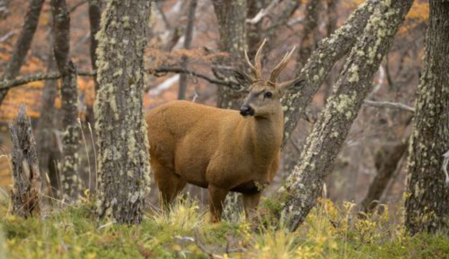 imagen de El huemul, ícono de la Patagonia, reaviva el debate sobre el rewilding