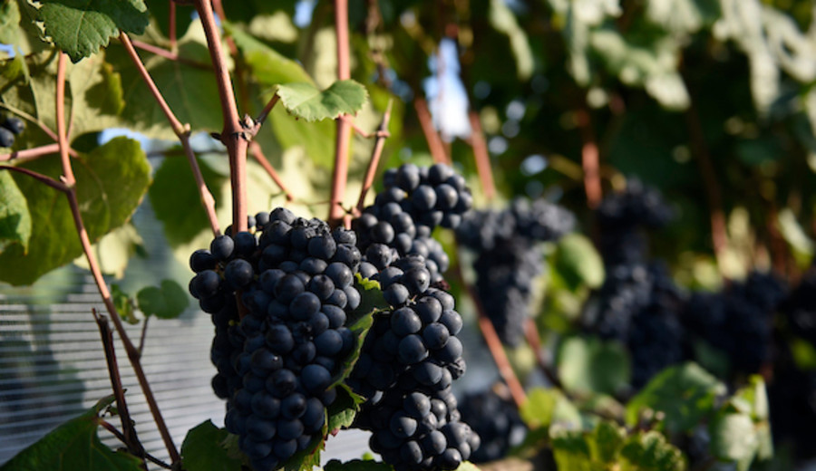 imagen de La vendimia de 2026 fue “la mejor de los últimos 20 años”, según indicó Inavi