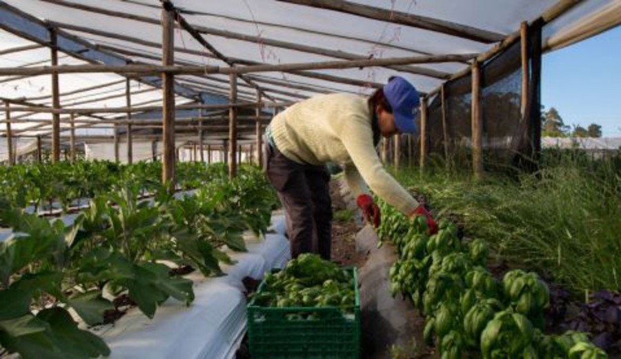 imagen de Proyecto “Agua para la Granja” brindará apoyo financiero para mejorar sistemas de riego