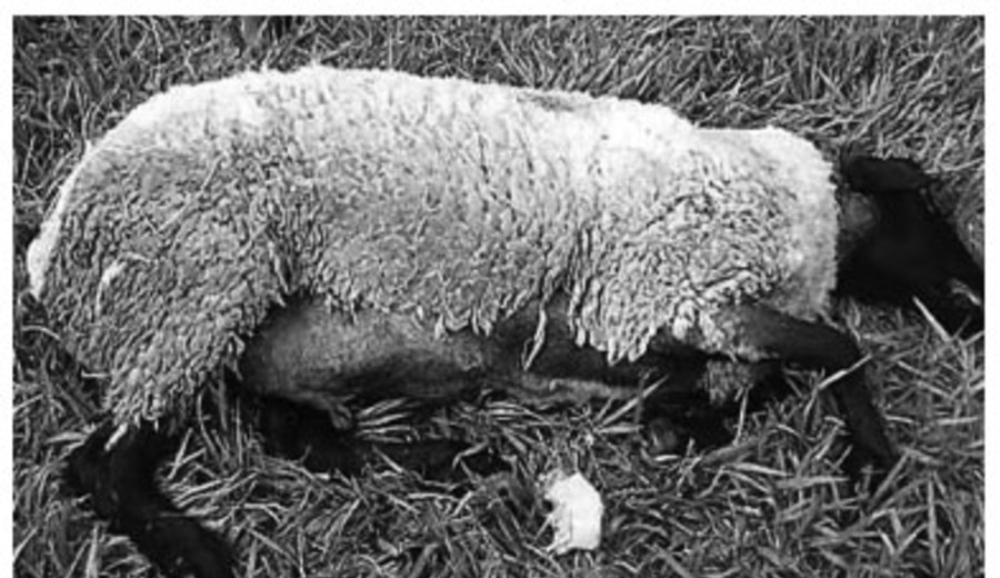 imagen de El primer brote de scrapie en Argentina enciende una alerta sanitaria que Uruguay seguirá de cerca