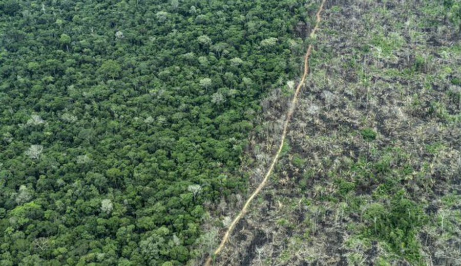imagen de Amazonia: Brasil quiere reforestarla plantando 25 millones de árboles