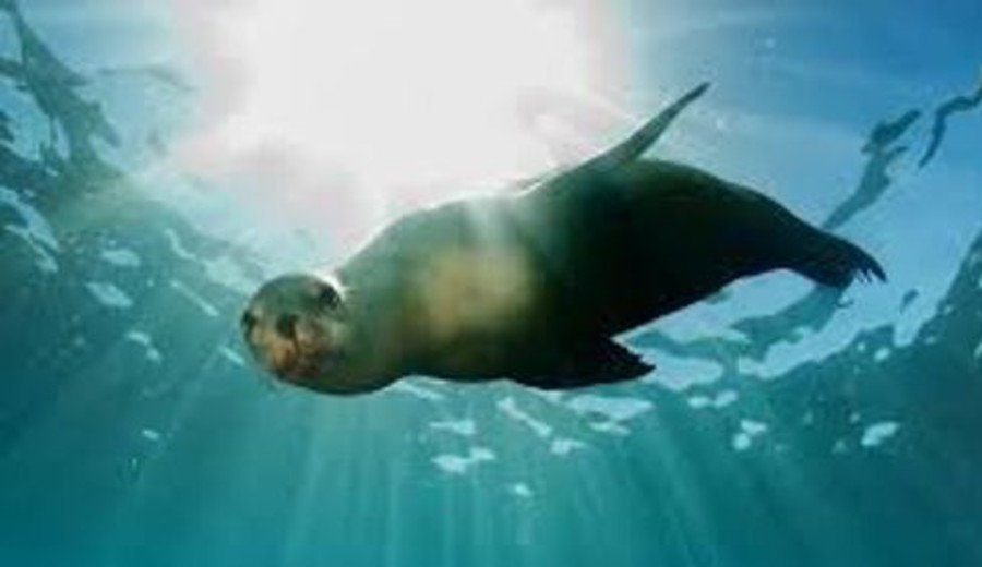 imagen de ¿Adiós a las focas? Esteban Valenti