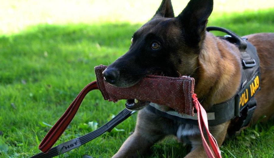 imagen de Drago, el perro policía que fue clave para detectar 111 ladrillos de pasta base en Ruta 1