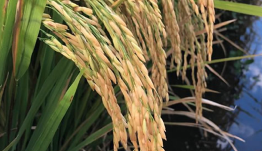 imagen de Uruguay cubrió el 63% de la cuota de arroz que la UE otorgó al Mercosur para 2026
