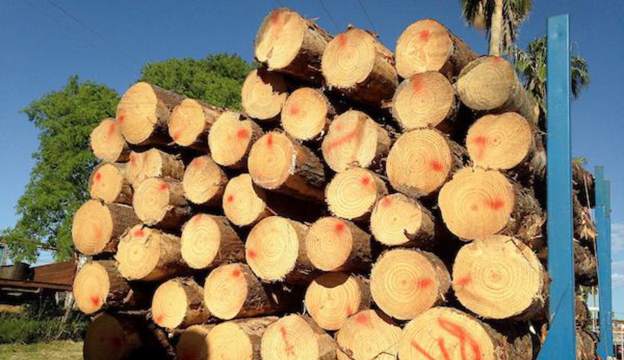 imagen de Rivera: Anuncian inversión de empresa BrasPine, forestal brasileña, por U$S 250 millones