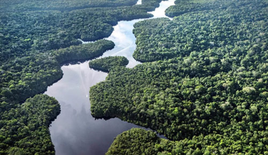 imagen de Brasil reduce 40% el nivel de deforestación en la mata atlántica, confirman las autoridades