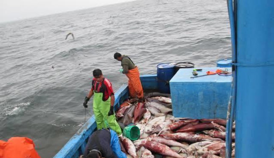 imagen de Chile, Perú y Ecuador lideran las exportaciones pesqueras y acuícolas en América Latina, según la FAO