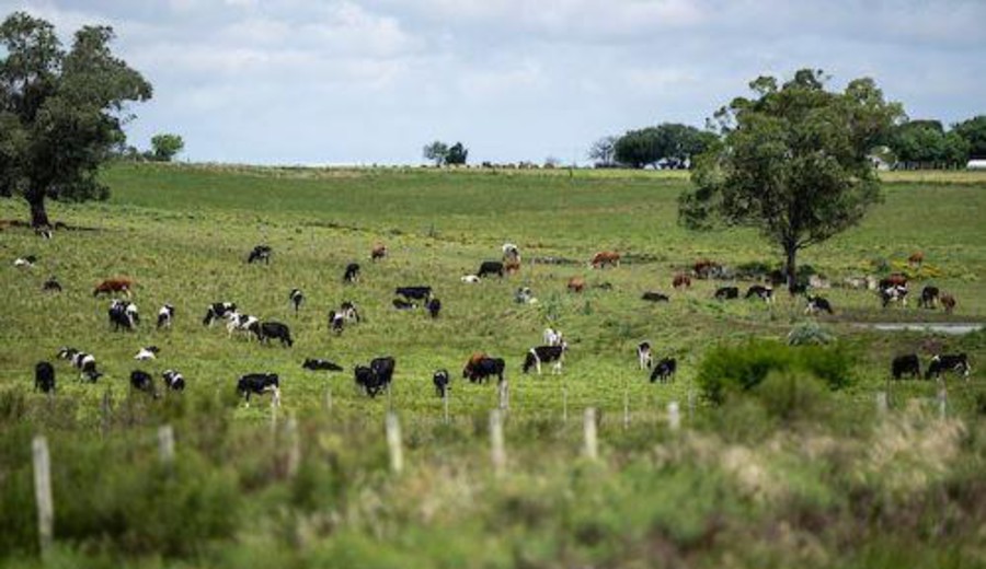 imagen de “El productor no puede seguir financiando la pérdida de competitividad del país”, afirma la Federación Rural