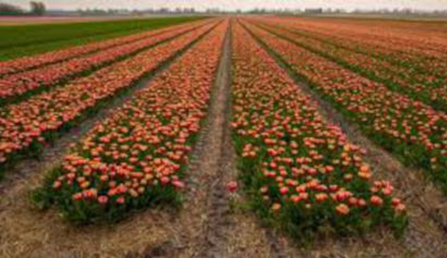 imagen de Colombia busca desterrar a Holanda de un mercado clave: es el segundo mayor exportador de flores