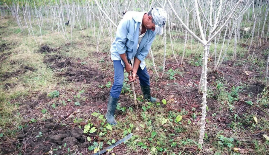 imagen de Cuba elimina el límite al usufructo y abre las tierras a mipymes y capital extranjero