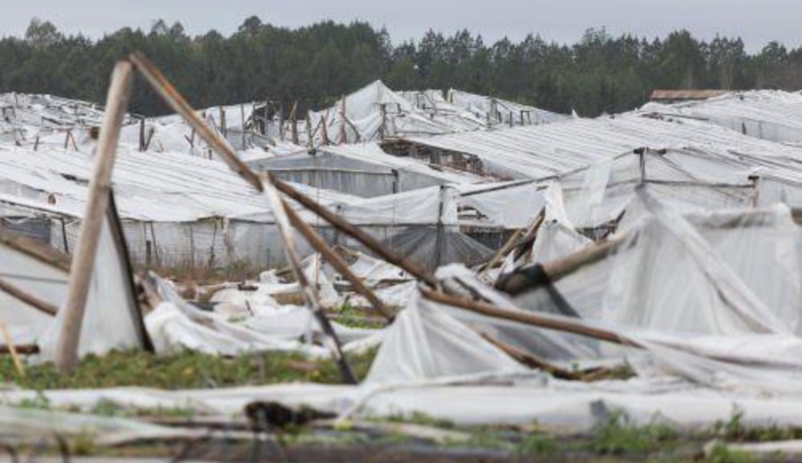 imagen de Poder Ejecutivo decretó emergencia granjera en Salto por temporal que afectó a unos 300 productores