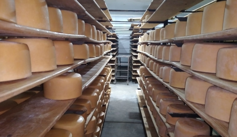 imagen de Uruguay lanzó una marca para certificar las buenas prácticas de la quesería artesanal