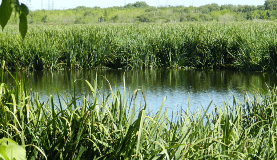 imagen de Bañados del arroyo Carrasco: la memoria selectiva de los gobiernos. Paul Moizo