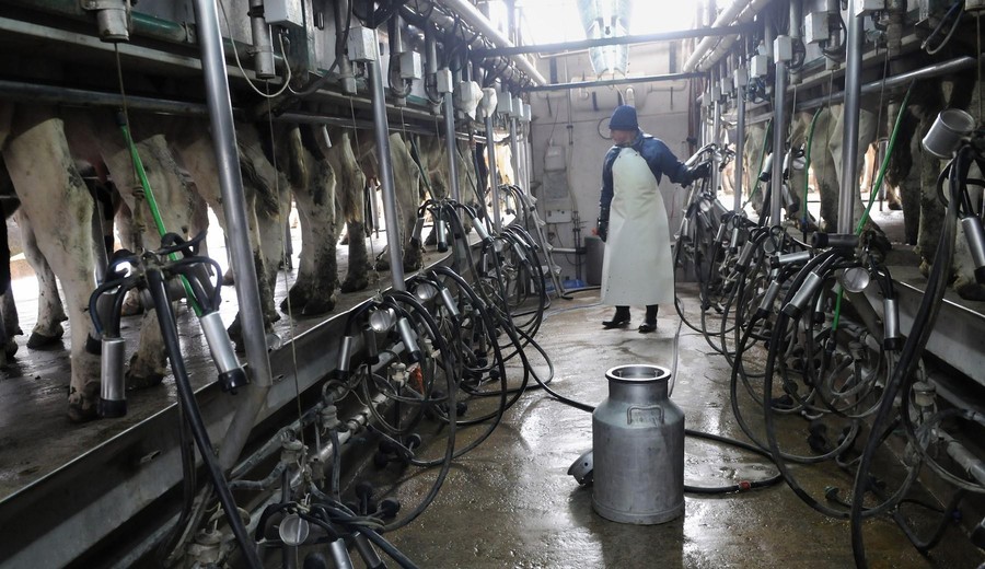 imagen de Remisión récord de leche en junio y salto de 10% en el primer semestre