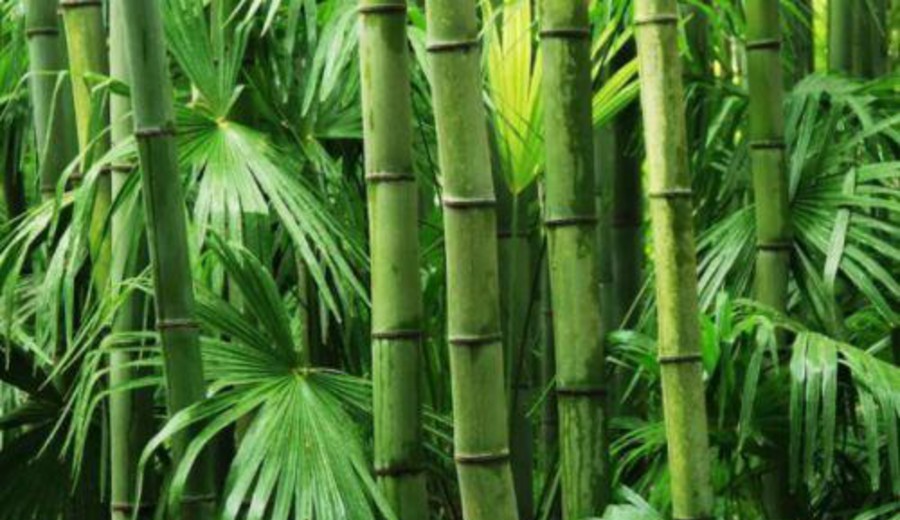 imagen de Patrón de crecimiento en China e India o el bambú y el eucalipto