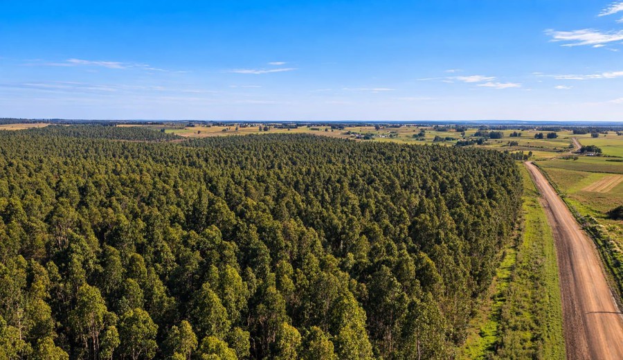 imagen de Forestación: plan prevé sumar 500.000 hectáreas