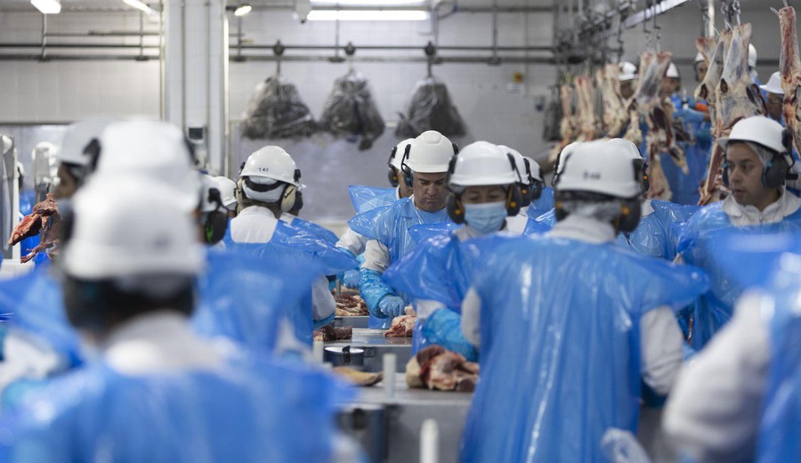 imagen de Frigorífico Tacuarembó enviará 1300 trabajadores al seguro de paro