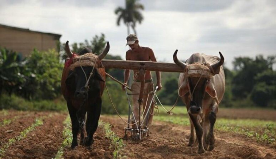 imagen de Cubanos y extranjeros podrán explotar tierras agrícolas estatales