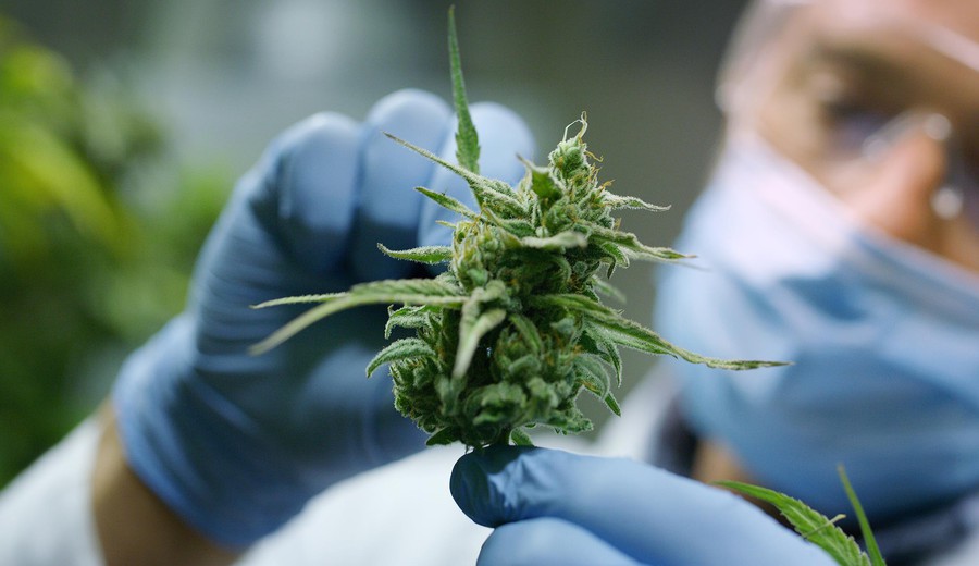 imagen de Cannabis: una planta, tres mercados y reglas cada vez más diferentes