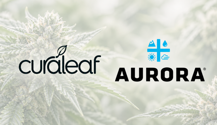 imagen de Aurora rechaza la oferta de Curaleaf y revive su historia en el cannabis uruguayo